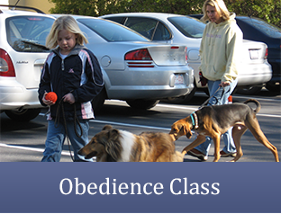 Obedience Class - Dog Trainer